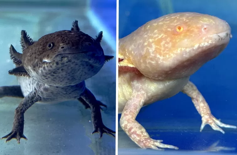 Foto: Divulgação / BioParque 