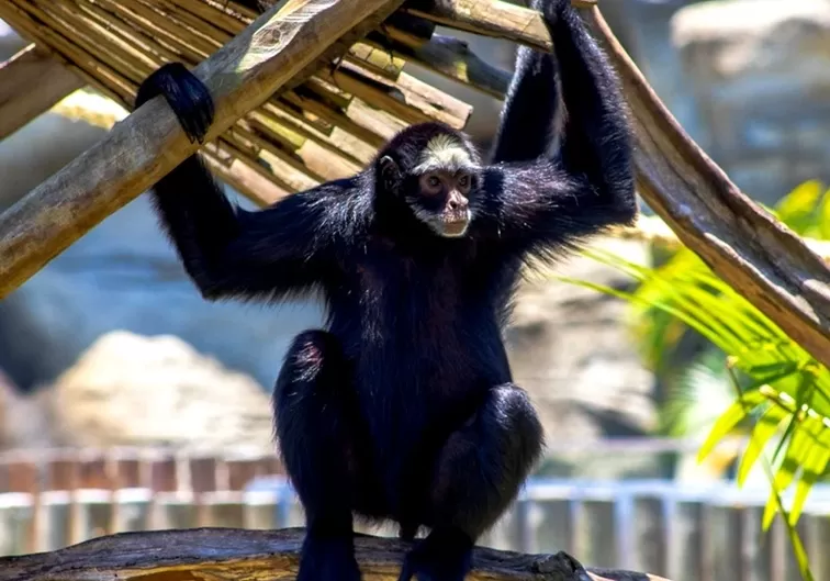 BioParque do Rio - Foto de Capa: Divulgação 