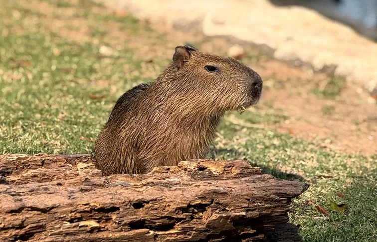 Foto de Capa: Divulgação / BioParque do Rio