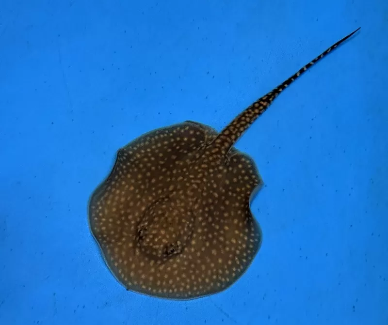 Foto de Capa: Divulgação 