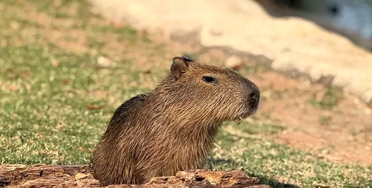 Foto de Capa: Divulgação 