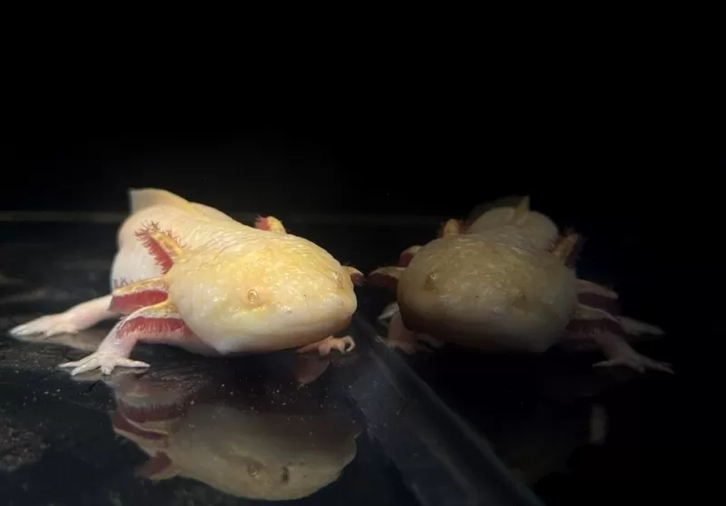 Foto de Capa: Divulgação / BioParque 