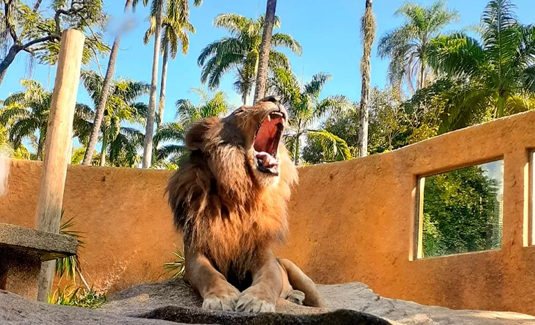 Foto de Capa: Divulgação / BioParque 
