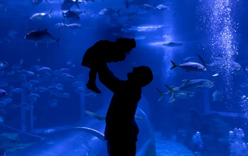 Foto de Capa: Divulgação / AquaRio