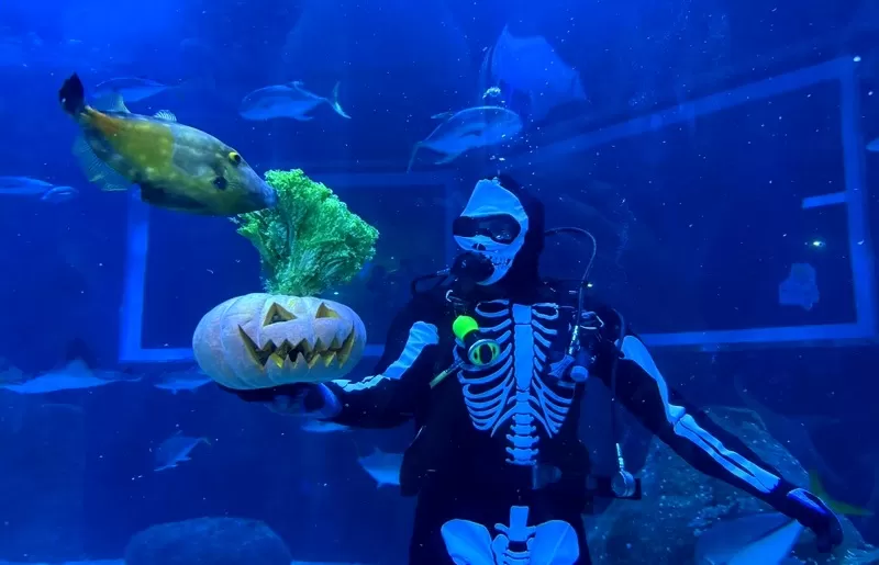 Foto de Capa: Divulgação / AquaRio Marinho 