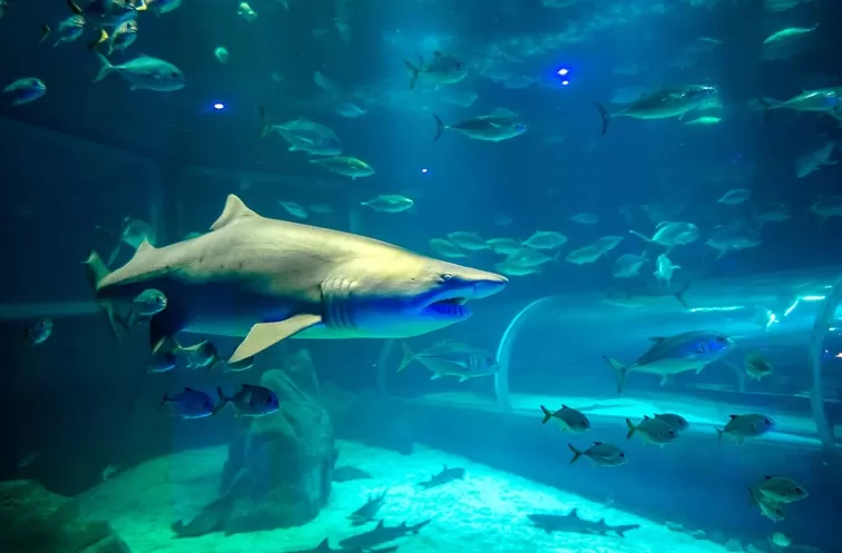 Foto de Capa: Divulgação / AquaRio 