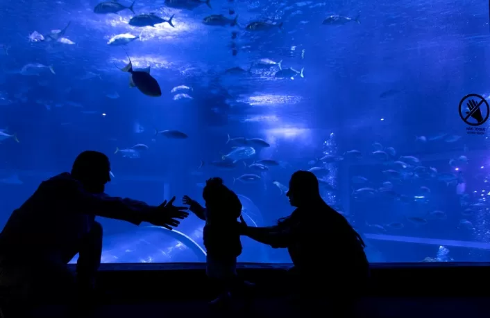 Foto de Capa: Divulgação / AquaRio 