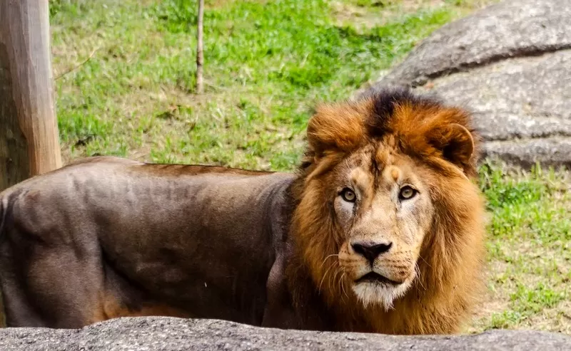 Foto de Capa: Divulgação / BioParque 