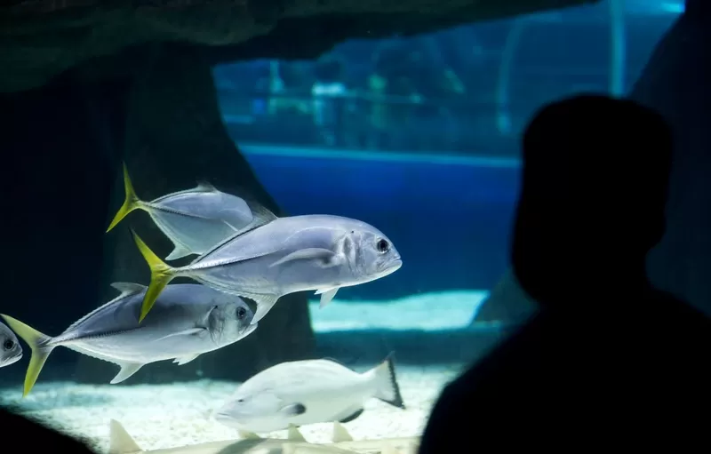 Foto de Capa: Divulgação / AquaRio 