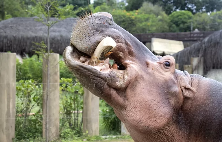Foto de Capa: Divulgação / BioParque Rio 