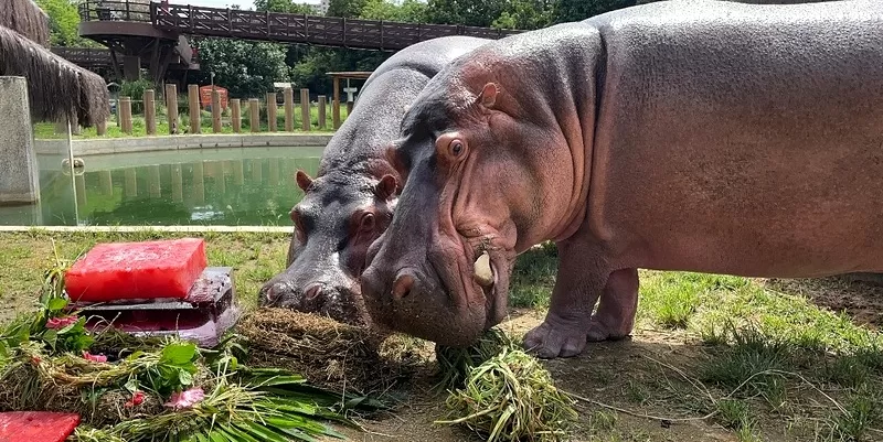 BioParque - Foto de Capa: Letícia D'ávila