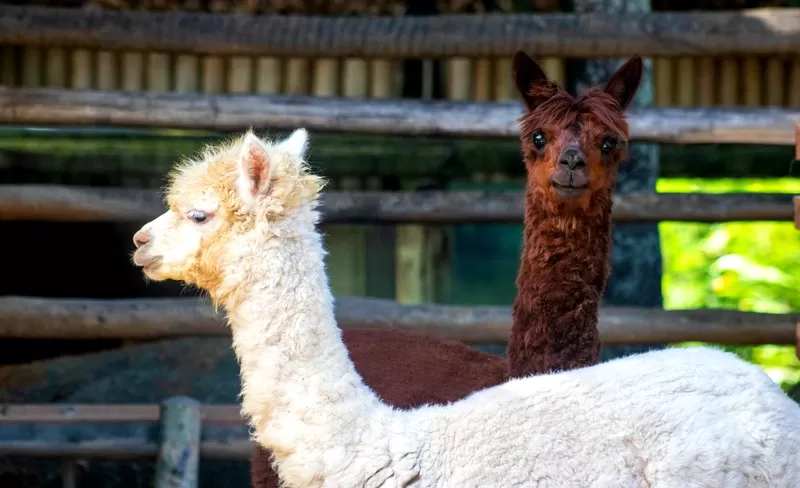 Foto de Capa: Divulgação / BioParque 