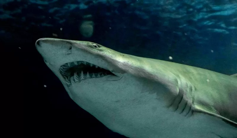 Foto de Capa: Divulgação / AquaRio 