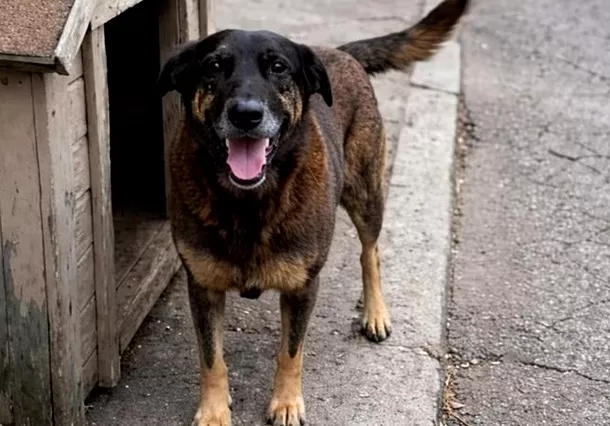 Cão Orelha - Foto de Capa: Divulgação 