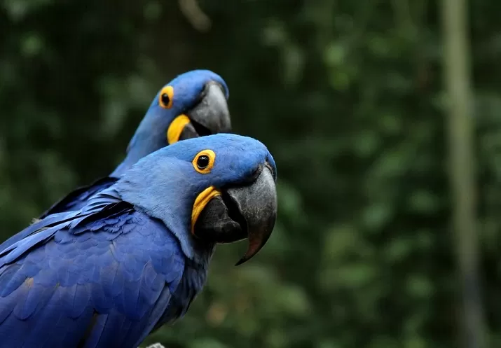 Lugar de bicho é lugar de todos: Sessão Azul transforma o BioParque em um refúgio de acolhimento e acessibilidade