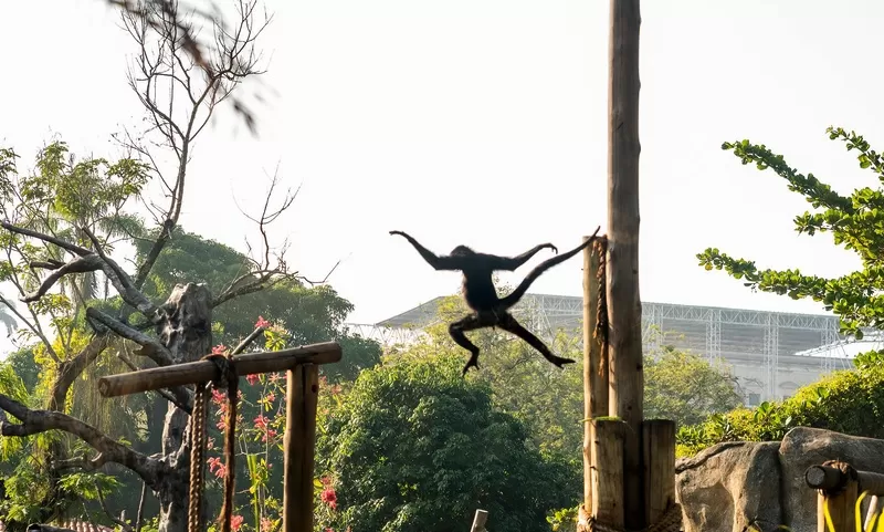 Foto de Capa: Divulgação / BioParque 