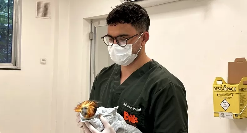 Bento em seu check-up veterinário - Foto de Capa: Divulgação / BioParque 