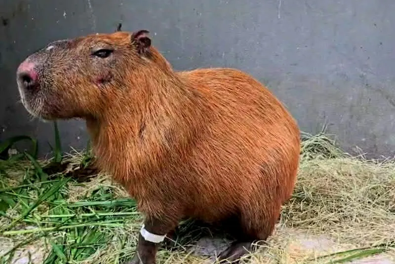 Foto de Capa: Reprodução de Vídeo do CRAS 