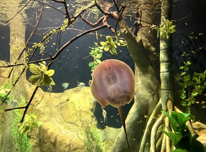 Na foto, um das raias nascidas no AquaRio - Foto de Capa: Divulgação / AquaRio