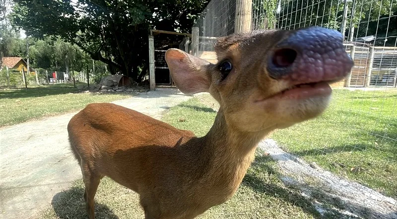 Foto de Capa: Divulgação / BioParque 
