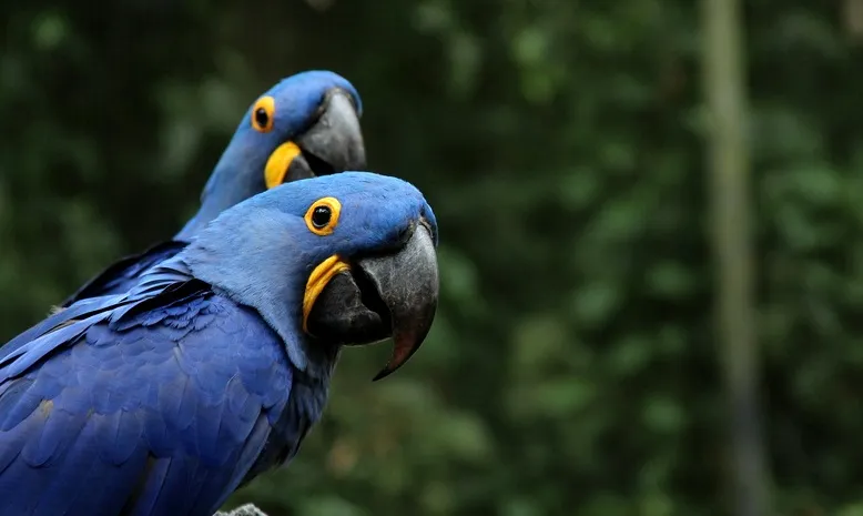 Foto de Capa: Divulgação / BioParque Rio 