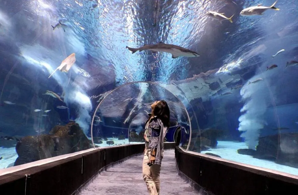 AquaRio conquista o Travellers' Choice 2026 e entra no seletíssimo grupo dos 10% melhores do mundo