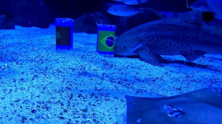 Foto de Capa: Divulgação / AquaRio 