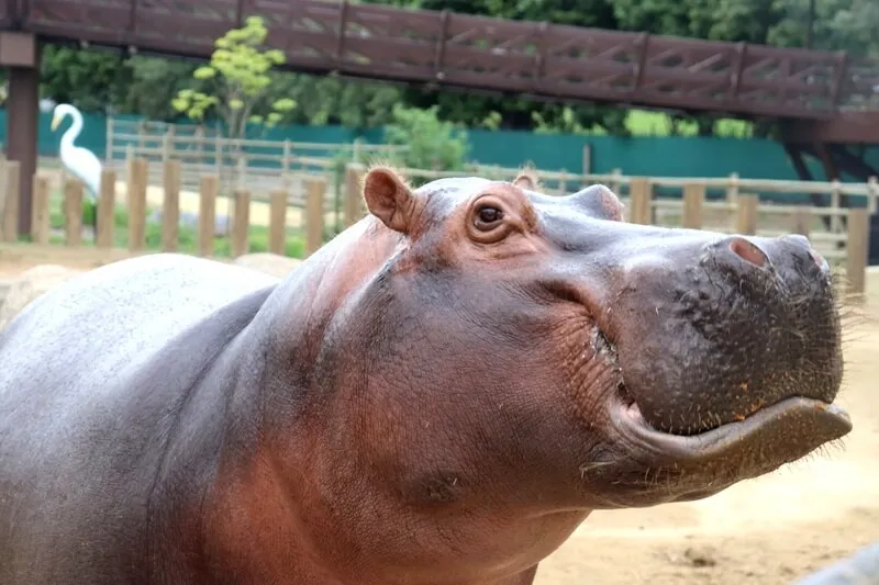 Foto de Capa: Divulgação / BioParque Rio 