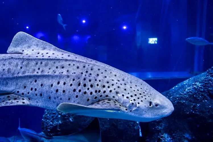 Tubarão Ritinha - Foto de Capa: Divulgação / AquaRio 