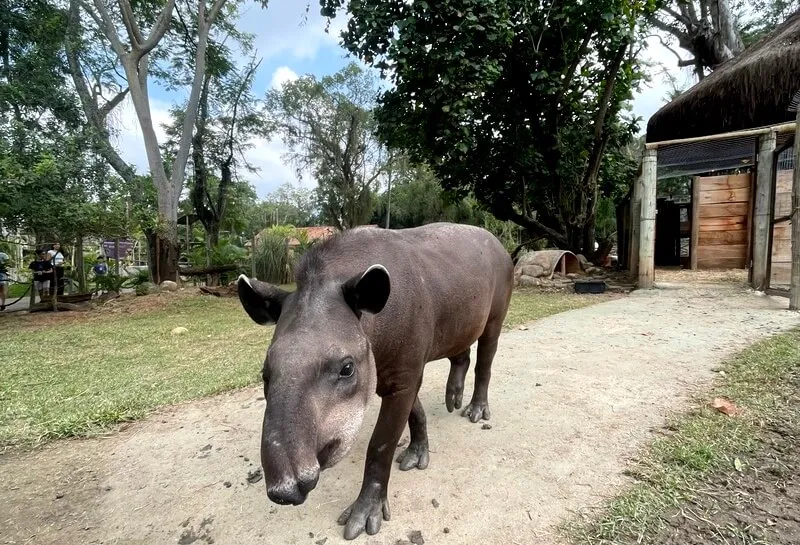 Foto de Capa: Divulgação / BioParque Rio