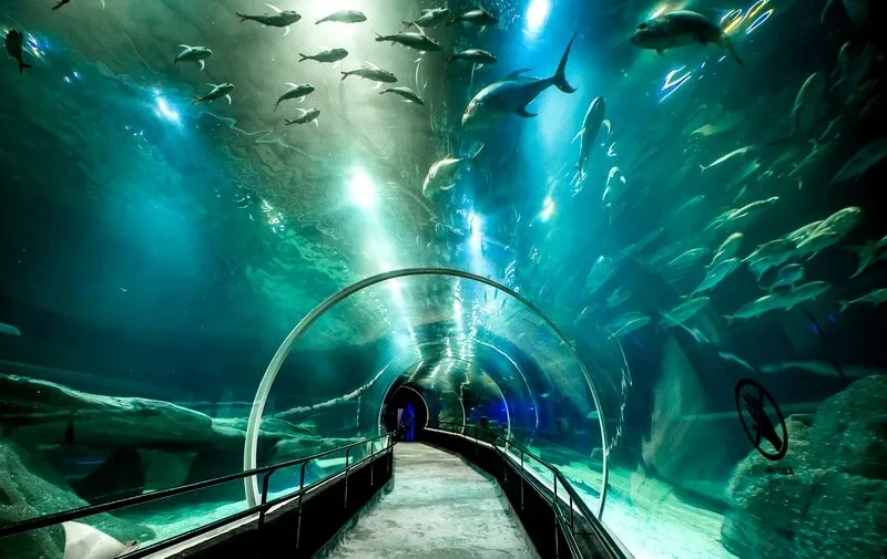 Foto de Capa: Divulgação / AquaRio 