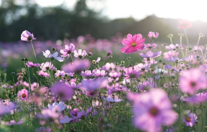 Setembro, mês das flores! - Foto / Divulgação