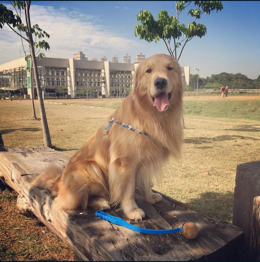 Além de mostrar as novidades, o objetivo do evento é a integração dos pets com suas famílias - Fotos: Parada Pet 