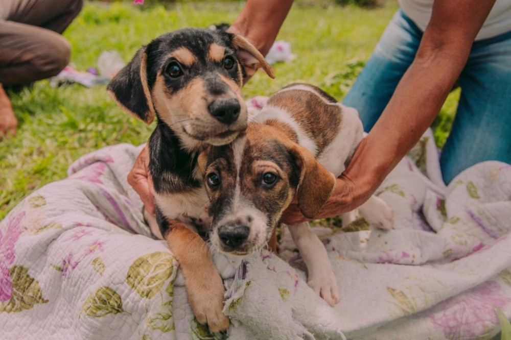 Iniciativa está ajudando no controle populacional de animais abandonados - Foto: Divulgação 