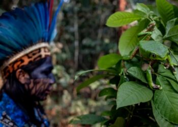 “No canto sagrado dos pajés e curandeiros: A cura que brota da floresta” – Conheça o enredo do Novo Império!